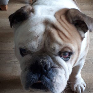 BULLDOG BEEF