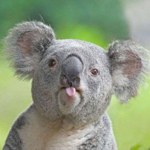 Fick koala