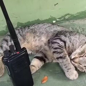 #miaauu 😸😹