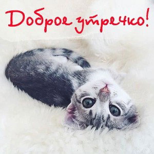 доброе утро, страна
