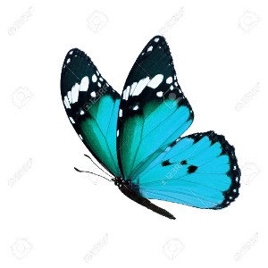 MÉTAMORPHOSE 🦋