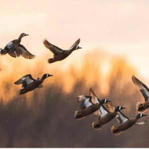 Ducks