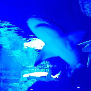 sharposharko freestyle