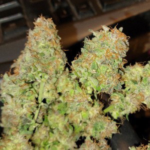 smoking a pound 