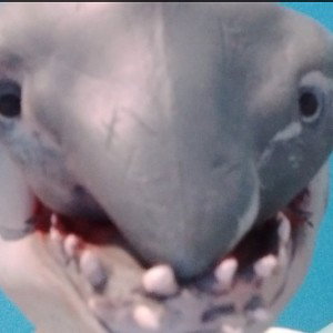 el_tiburón_cabrón_🦈 original 2020 