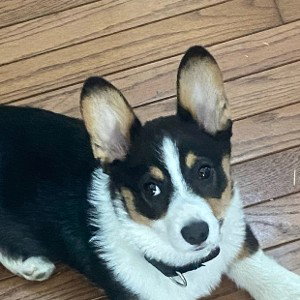 All bark, no bite