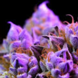 OD GOD "My Universe is Purple"