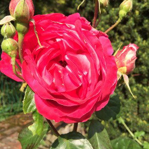 Comme une rose 🌹 