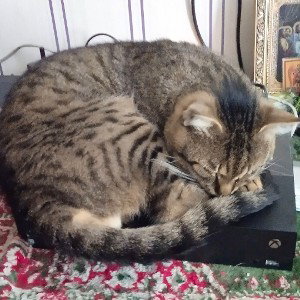 око