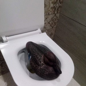 камбек