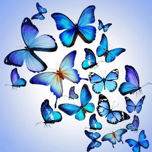 Бабочки 🦋