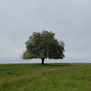 Sloník