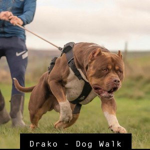 Drako - Dog Walk