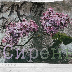 MoRTi - Сирень