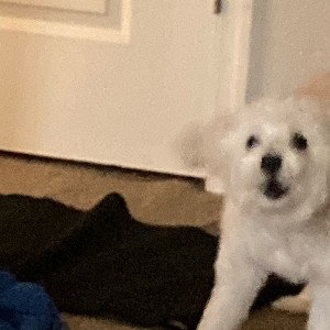 PLUH (Lil hank & Luh Bay Diss)
