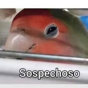 un boludo nomas