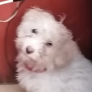 así Pelao hijo del pene