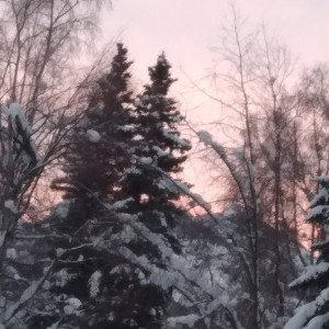 looking Skies