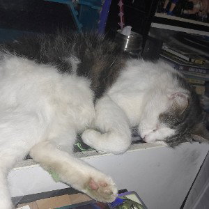 who Dat cat