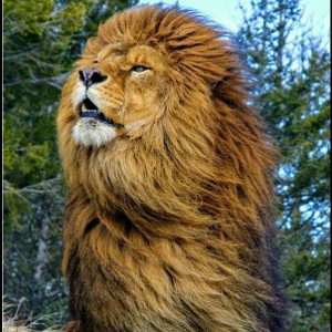 Lion Mentality Freestyle  