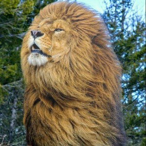  Lion Mentality Freestyle  