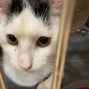 Foster kat