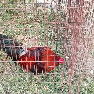gallo de pelea 