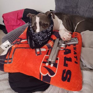 My Pitbul Pablo! (Gangsta like Escobar)