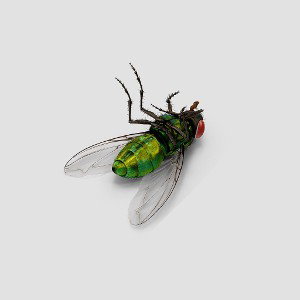 when the flies fall