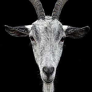 G.O.A.T