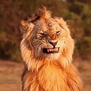 🦁