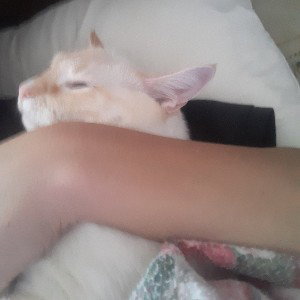 trigger
