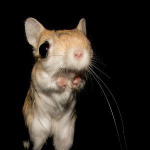 Go Away Rodent