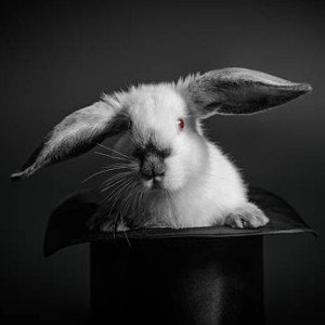 White Rabbit 🐰 Black Hat 🎩 freestyle 