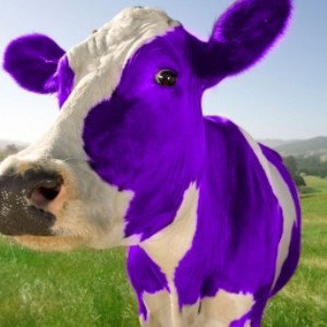 cash cow 🤑
