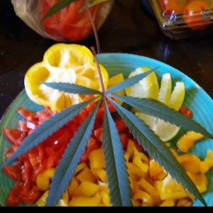 Gangsta Light