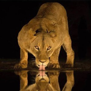 BEST NEW FAV FUTURE 2027 GRAND ROYAL LION KING LUX FANCY STYLE EVER AWARD HIPHOP MB BY DJ LEGACY GET 