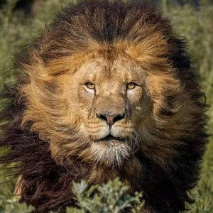 BEST NEW FAV FUTURE 2022 REVERB MELODY CORDS EVER MADE GOLDEN ROYAL LION KING STYLE HIPHOP MB BY DJ LEGACY GET