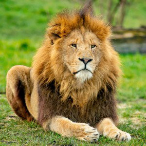 BEST NEW FAV FUTURE 2022 ROYAL LION KING LEGEND STAR EVER GOLDEN FLAMES HOT STYLE HIPHOP MB BY DJ LEGACY GET