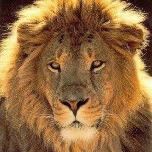 BEST NEW FAMOUS FAV FUTURE 2022 GOLDEN ROYAL LION LEGEND KING STAR DVBFH BTA HIPHOP MB BY DJ LEGACY GET 