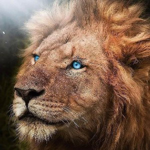 BEST NEW FAV FUTURE 2022/2027 GRAND ROYAL TIGER LION LUX KING GOLD CROWN PRINCE LDBZFSBAAFS HIPHOP MB BY DJ LEGACY GET 