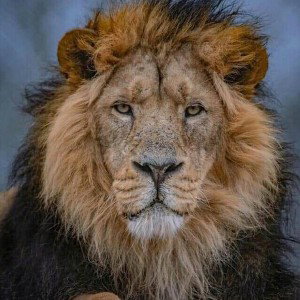 BEST NEW FAMOUS FAV FUTURE 2022 GRAND ROYAL LION KING LUX STYLE FLAMING HOT TRACK EVER AWARD HIPHOP MB BY DJ LEGACY GET 