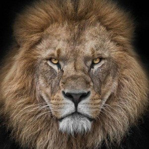 BEST NEW FAV FUTURE 2022/2025 GREAT ROYAL LION LKSE GBTA HIPHOP MB BY DJ LEGACY GET