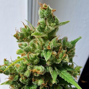 High grade (KI)