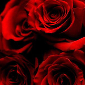 RED ROSES
