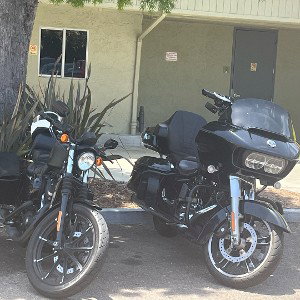 2 Black Stallions