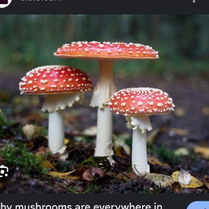 psilocybin 