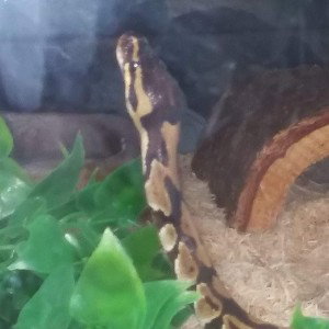 snakes be gone
