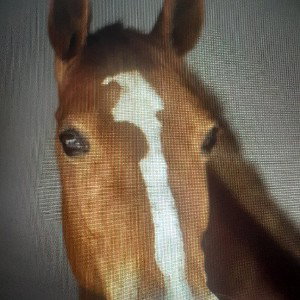 Horse Face