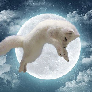 По Волчьим 🐺 2025 🐾🐾🐾🐾